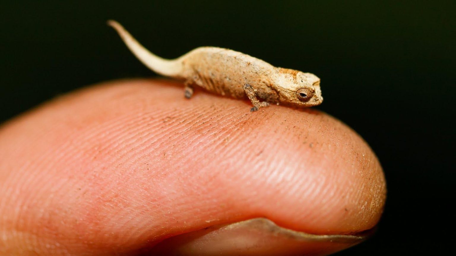 The Brookesia Nana, the worlds smallest Chameleon - Hungry Monkey